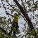 Maintaining the health and appearance of your property goes beyond just mowing the lawn or planting flowers. One important aspect of property care that’s often overlooked is tree pruning. Tree pruning, which involves removing certain parts of a tree, can greatly benefit your landscape in both the short and long term. If you live in Peterborough or the surrounding areas, understanding the importance of tree pruning for your property can lead to healthier, more vibrant trees and a safer, more aesthetically pleasing outdoor environment. The Health Benefits of Tree Pruning Just like any other plant or living organism, trees require attention and care to thrive. One of the key benefits of regular tree pruning is the overall health of the tree. Overgrown branches, dead limbs, or crowded sections of the tree can restrict the flow of nutrients and sunlight, which can negatively affect the tree’s growth. Pruning helps maintain a tree’s structure, ensuring that it has enough space to grow and that each part receives the proper nutrients it needs. Pruning also reduces the risk of disease and pests. Dead or diseased branches are often a breeding ground for harmful insects and fungi. By removing these affected branches during pruning, you minimize the risk of spreading the disease throughout the tree or to nearby plants. Enhancing the Aesthetic Appeal Pruning isn’t just about health; it also plays a significant role in the aesthetic appeal of your property. Well-pruned trees look more organised and visually appealing, which can enhance the overall curb appeal of your home or business. Whether you’re looking to maintain the shape of a mature tree or you’re working to improve the appearance of younger trees, pruning can help guide their growth in a way that looks both natural and pleasing. Professional tree pruning services in Peterborough can also help with shaping your trees to complement the overall design of your landscape. With expertise in different tree species and their growth habits, a pruning company can ensure that your trees fit perfectly into your outdoor aesthetic, creating a harmonious and well-maintained space. It’s one of the easiest ways to make sure that your property’s trees contribute to the visual appeal of your home or business. The Safety Factor Aside from aesthetics and health, tree pruning also has significant safety benefits. Overhanging or dead branches can pose a serious risk to people, vehicles, and buildings. If a large branch falls unexpectedly, it can cause significant damage, or worse, injury. Regular pruning ensures that trees are not harbouring any hazardous limbs that could fall and cause damage. Pruning also helps prevent obstruction of views or walkways. Sometimes, trees can grow in such a way that their branches interfere with streetlights, roads, or buildings. In Peterborough, particularly in urban or suburban areas, it’s important to keep trees pruned to avoid these kinds of issues. This proactive approach to tree care can prevent problems before they arise, ensuring both safety and convenience for everyone on your property. A trusted tree pruning company in Peterborough can assess the condition of your trees and identify any potential hazards, offering a proactive approach to maintaining the safety of your property. Expert Advice and Services Choosing a professional tree pruning company in Peterborough can make all the difference when it comes to the results you achieve. While DIY pruning may seem like a cost-effective option, improper pruning can lead to long-term damage to the tree. Hiring a professional ensures that the job is done correctly, with knowledge of proper techniques and timing for each tree species. Tree pruning professionals have the right tools to safely and efficiently handle the task, ensuring that branches are cut at the proper angles and in the right locations. They also have a better understanding of tree biology, which helps them make informed decisions about which branches to remove and when to do it. By investing in professional pruning services, you can be confident that your trees will not only look their best but will also remain healthy and safe for years to come. When to Prune Your Trees Timing is another crucial aspect of tree pruning. Pruning at the wrong time of year can negatively affect the tree’s growth and even cause unnecessary stress. The best time to prune most trees is during late winter or early spring when they are still dormant. This minimises the shock to the tree and encourages healthy growth once the weather warms up. However, some species may require different timing for pruning, so it’s essential to consult with an expert to determine the best pruning schedule for your specific trees. DIY vs. Professional Pruning While some homeowners may be tempted to prune their trees themselves, this can be risky. Pruning large or high trees requires specialised equipment, such as ladders or chainsaws, and should only be done by those experienced in tree care. A poorly executed pruning job can result in damage to the tree or even personal injury. Conclusion Tree pruning is an essential part of property maintenance in Peterborough. Whether you want to enhance the visual appeal of your landscape, protect your property from potential hazards, or improve the overall health of your trees, pruning offers numerous benefits. It’s an investment in the longevity and beauty of your outdoor space. If you're looking for professional assistance in pruning your trees, it's important to hire a trusted tree pruning company in Peterborough that can deliver high-quality services tailored to your specific needs. Local Tree Removal offers expert pruning services to ensure that your trees stay healthy, safe, and beautiful for years to come.