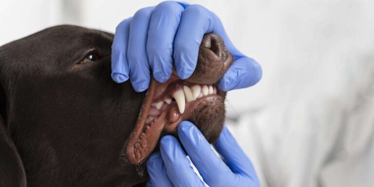 Pet Dental Care