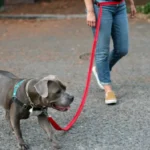Making Dog Walks Easier