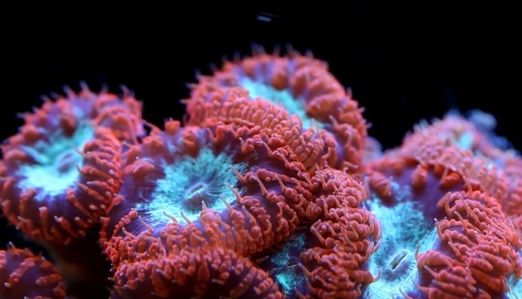 blastomussa corals for sale