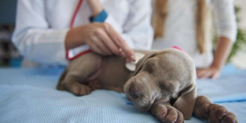 Pet Cancer Emergency