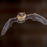 Bat removal in Houston