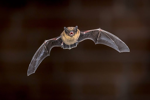 Bat removal in Houston