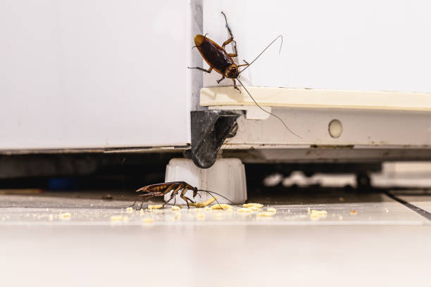 cockroach infestation inside a kitchen, dirty fridge and unhygaienic kitchen. Insect or pest problems indoors