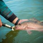Fish tagging system