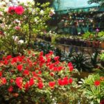flowers in sikkim