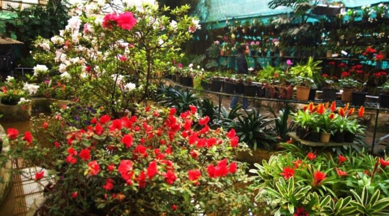 flowers in sikkim
