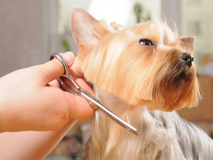Mobile Grooming for Seniors: Easier on Dogs And Owners