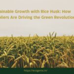 Sustainable Growth with Rice Husk How Suppliers Are Driving the Green Revolution