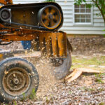 A Stump Grinding Machine Removing a Stump from Cut Down Tree