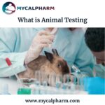 What is Animal Testing