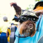 dog in carrier