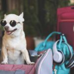 dog carrier purse