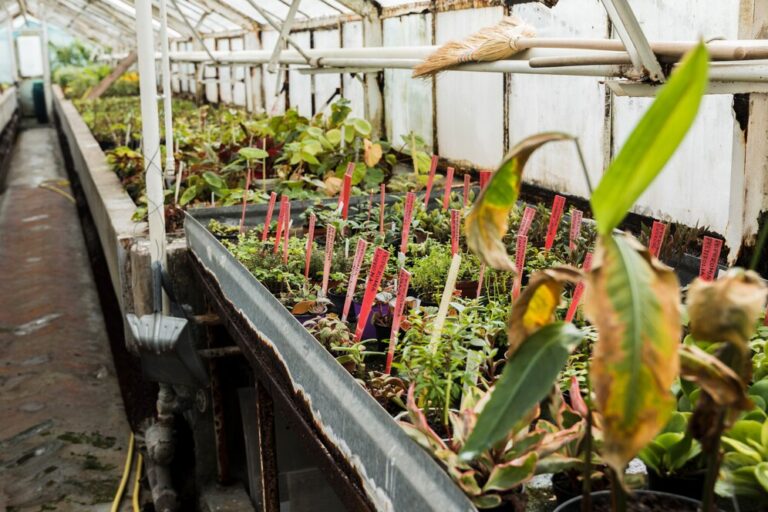 greenhouse-still-life_23-2148127861