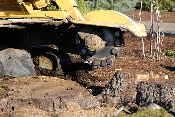 Rotary tree stump grinder
