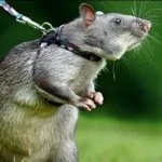 mice control indianapolis
