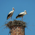 Chimney Animal Removal