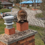 Chimney Animal Removal