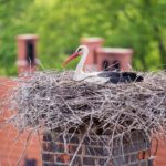 Chimney Animal Removal
