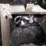 Chimney Animal Removal