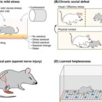 Experimental models for the study of depression
