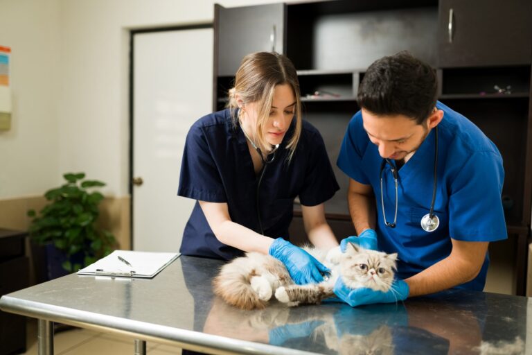 Import veterinary products Oman