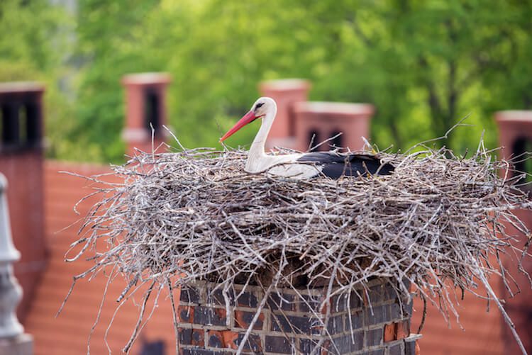 Why is Chimney Animal Removal Important in Norman