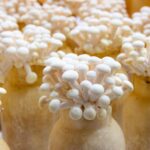 mushroom growing supplies