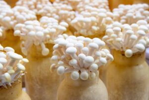 mushroom growing supplies