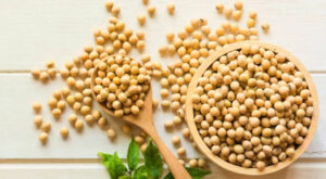 Bulk soybeans from top Soyabeans Dealers in India