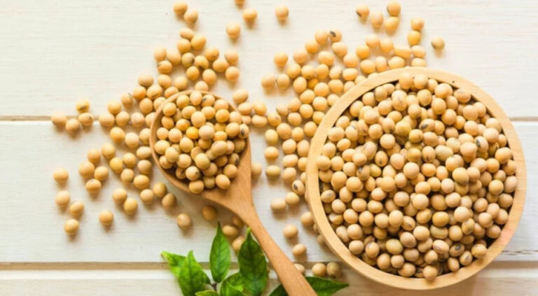 Bulk soybeans from top Soyabeans Dealers in India