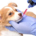 Veterinary Feed Distributor UAE