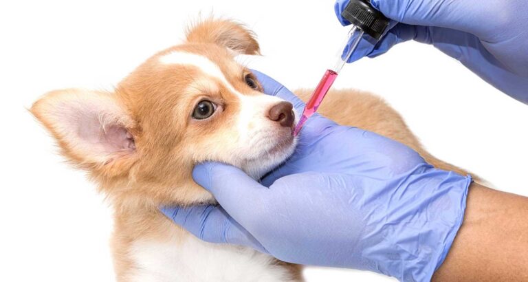 Veterinary Feed Distributor UAE