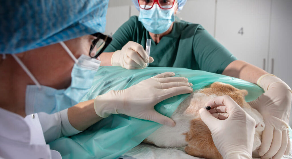 Veterinary medicine supplier Dubai