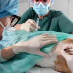 Veterinary medicine supplier Dubai