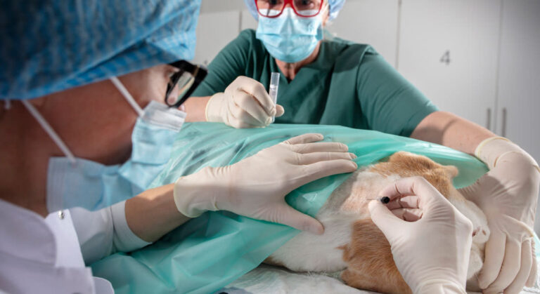 Veterinary medicine supplier Dubai