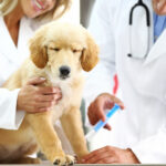 Veterinary product distributors in Oman