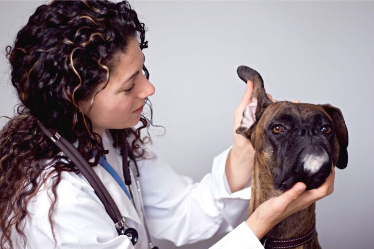 Veterinary product resellers UAE