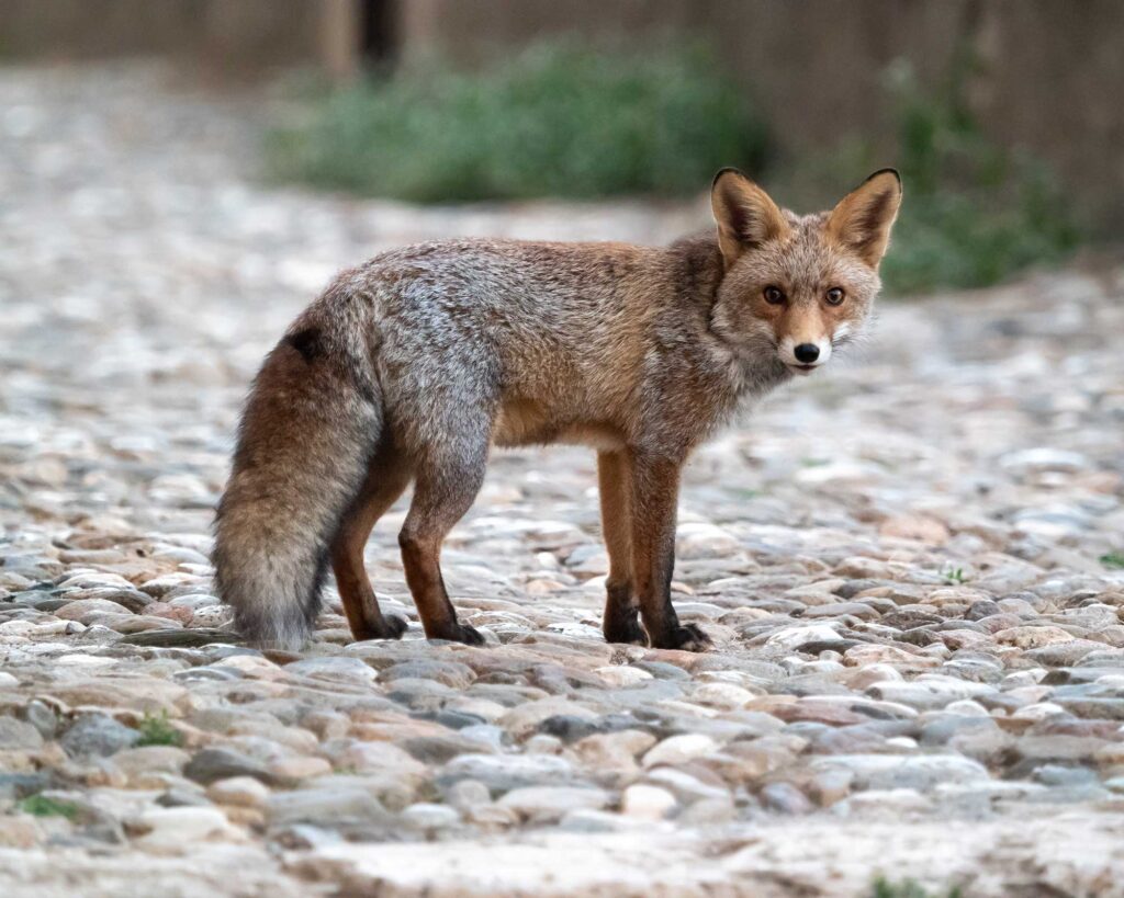 fox