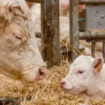 animal health distributors  Oman