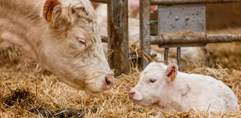 animal health distributors  Oman