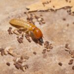 termite treatment cost