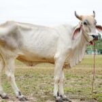 buy cow