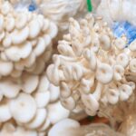 mushroom cultures for sale