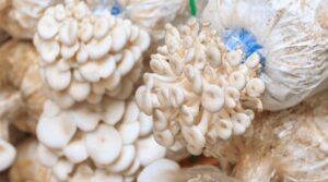 mushroom cultures for sale