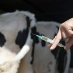 veterinary injections Turkey