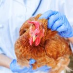 veterinary supplements Turkey