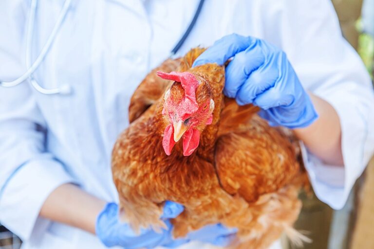 veterinary supplements Turkey