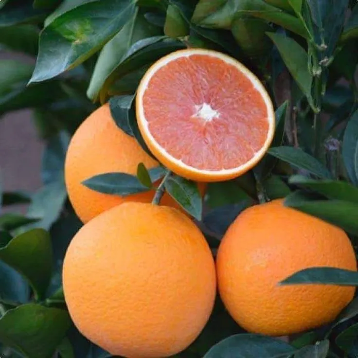 https://dogargardens.com/product/cara-cara-orange-plants/