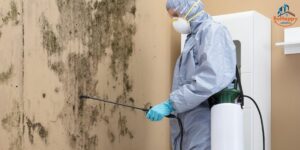 Mold Removal Richardson